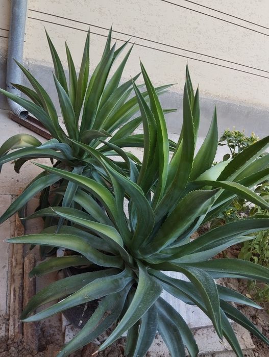 Gullar sotiladi uz uyimda uzim ustirganman 6 yillik kotta gullar