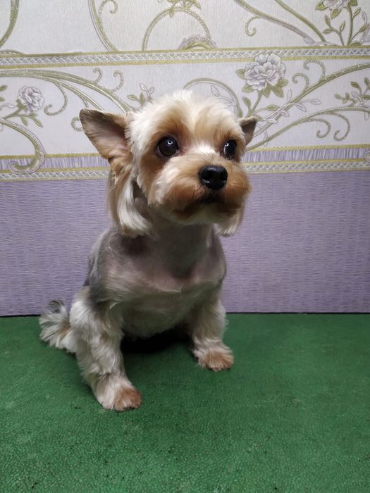 Йорк девочка миник