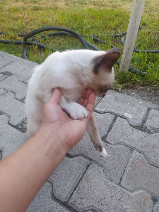 Сиамская кошка породистая