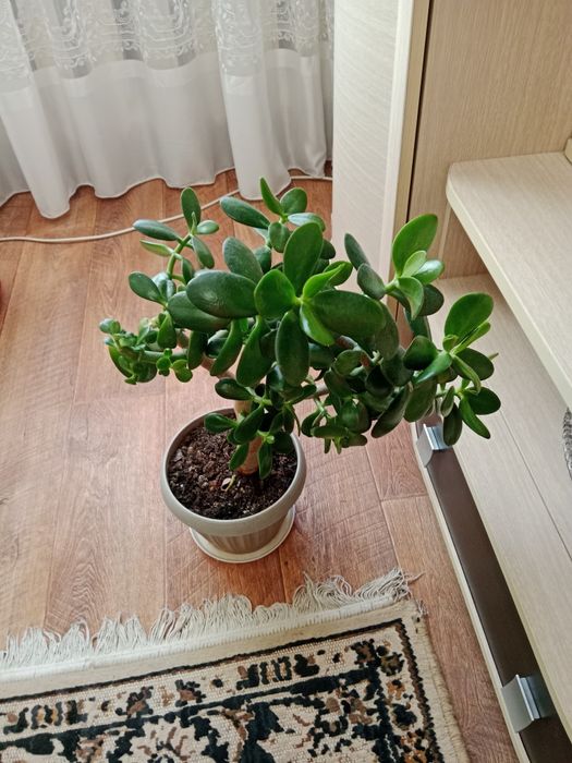 домашние цветы продам