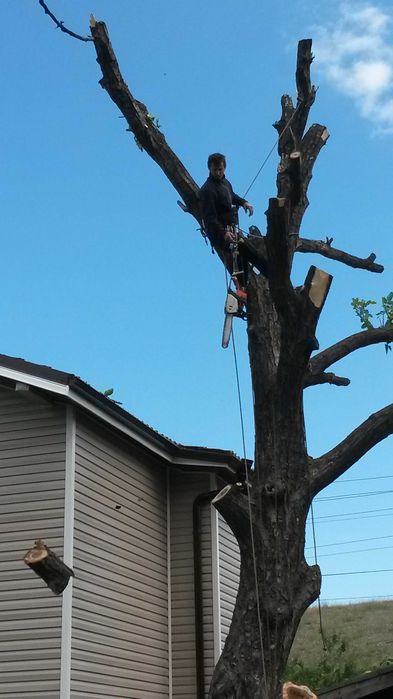 Рязане на опасни дървета