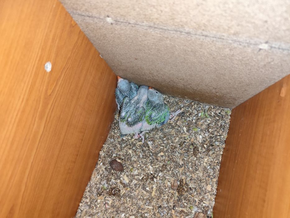 Papagali Micul Alexander ,alexandru.de crescut la seringa