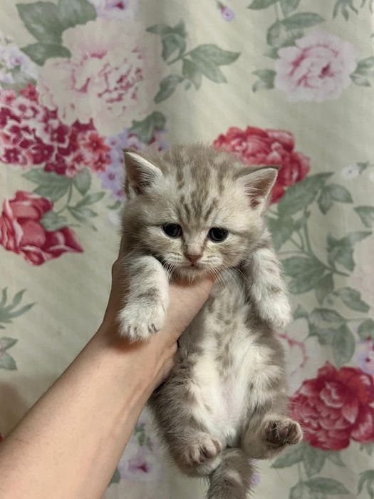 Шотландские котята Скоттиш-страйт