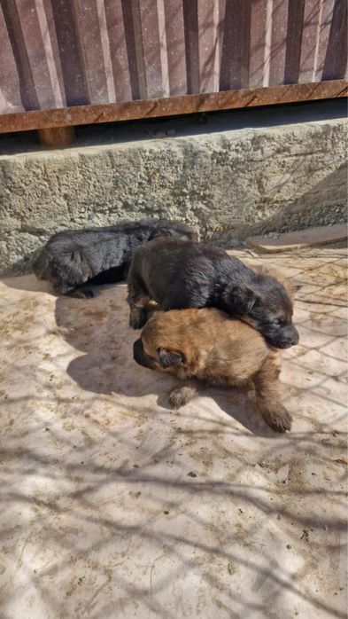 Отдадим в добрые руки