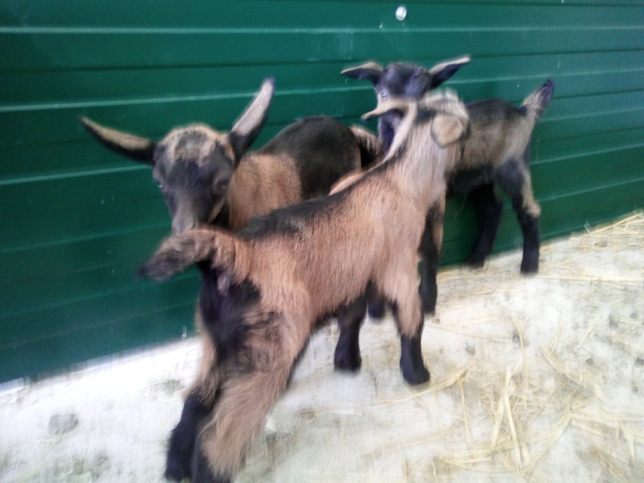 Iezi capra anglo cu alpin