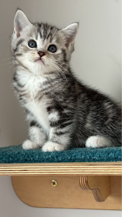 Шотландский котенок!