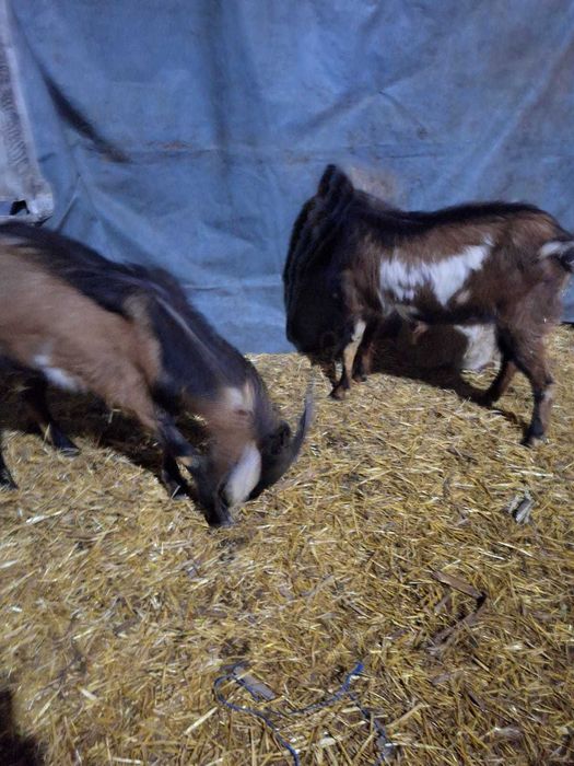 Vand capre pret negociabil