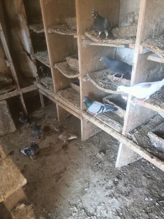 Porumbei voiajori, Culori diferite.