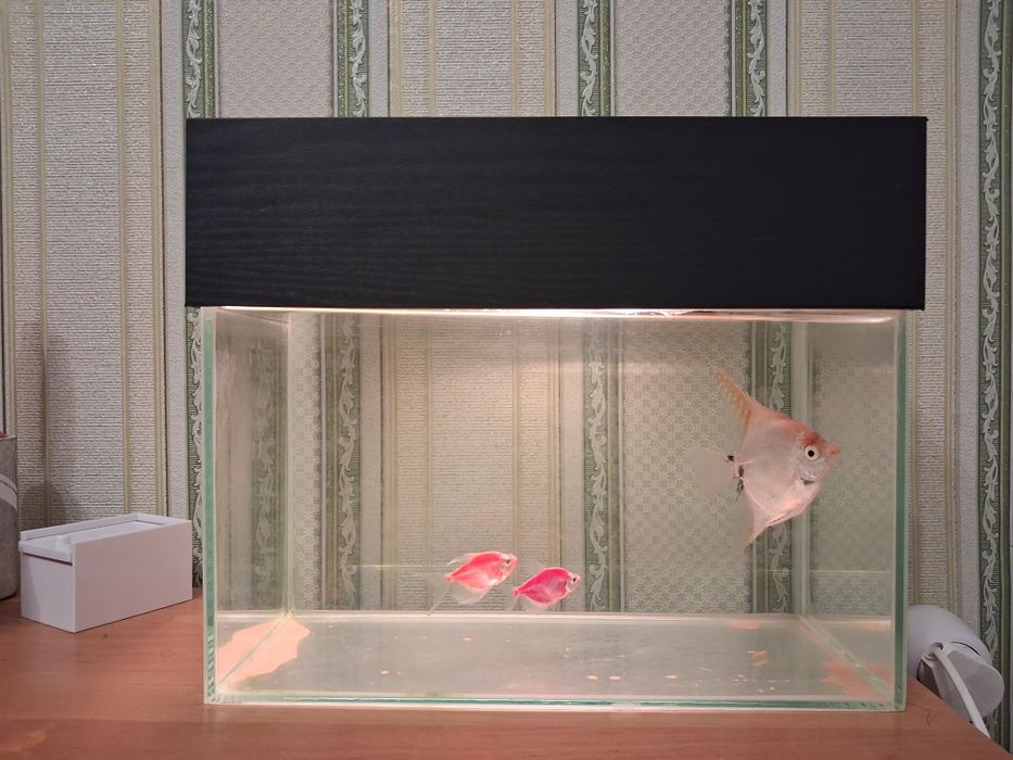 Продам аквариум с тремя рыбками