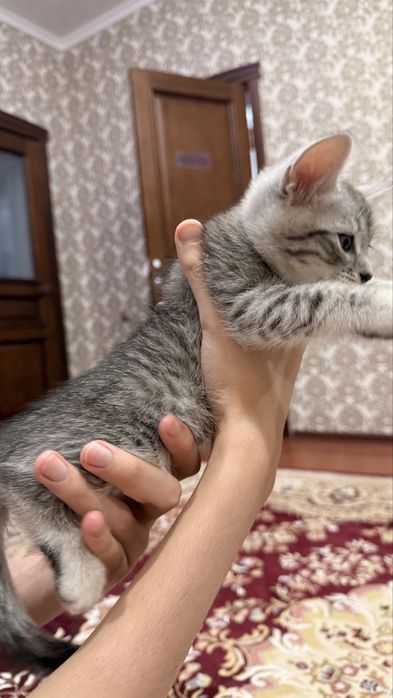 Британец 1,5 месяцев