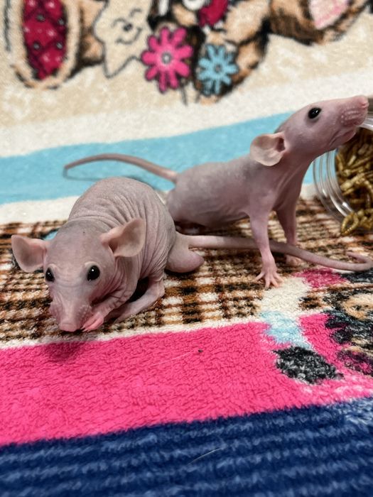Лысые крысы сфинксы (крыса,крысята,сфинкс,крыски)