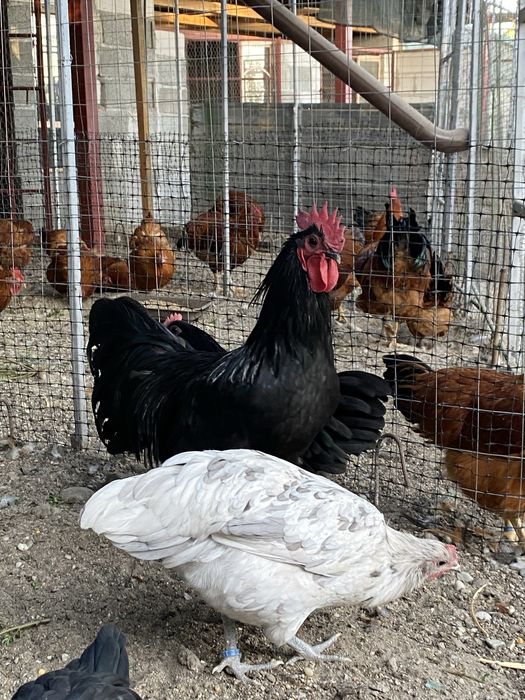 Oua incubat Australorp