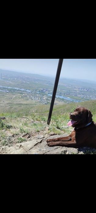 Кабель лабрадора на вязку