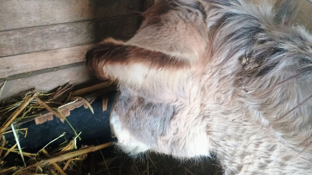 Vând māgar jud olt