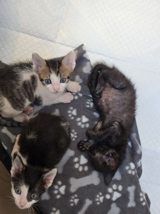 Adoptie motanel 6 saptamani