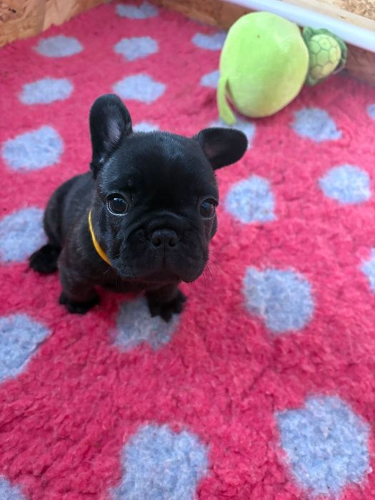 Bulldog francez mascul