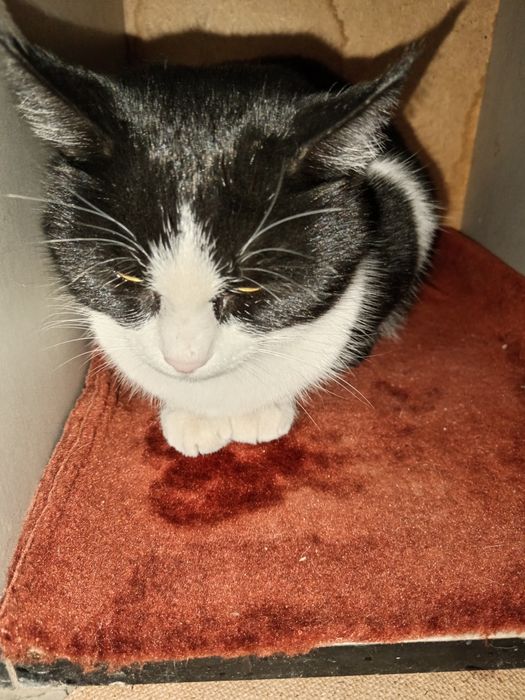 Хонаки уй мушуги озода ва акили соглом