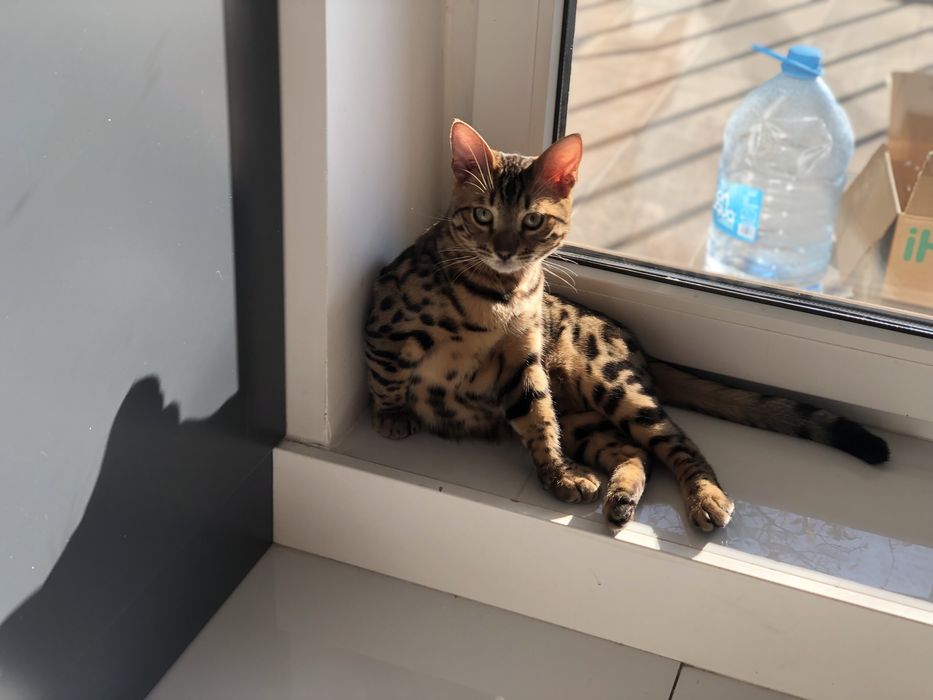 Продам Бенгальского кота