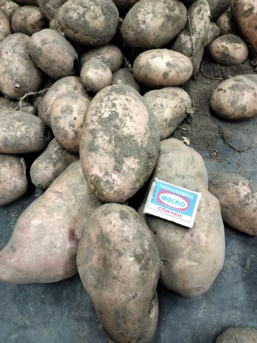 Картофель домашний.
