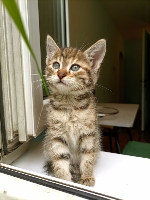 Котёнок девочка в добрые руки.
