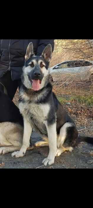 Щенки восточно-европейской овчарки