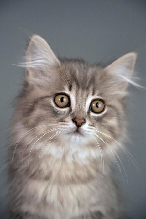 Котятки в добрые руки)