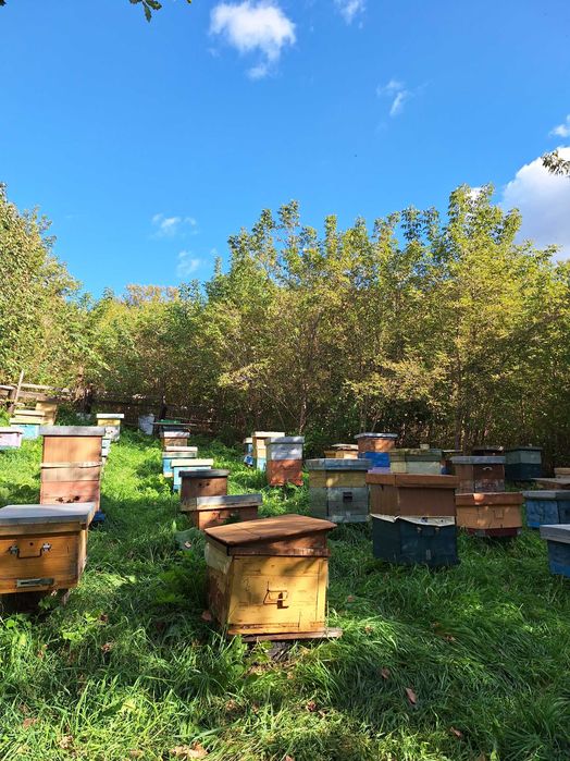 Продам пасеку с Григорьевка.