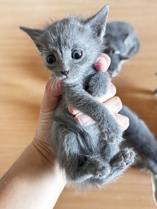 Отдам котят бесплатно