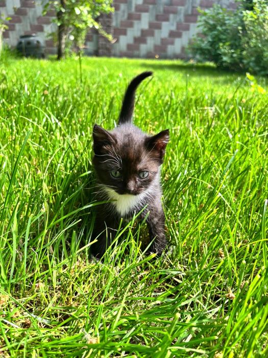 Котятки ищут любищую семью