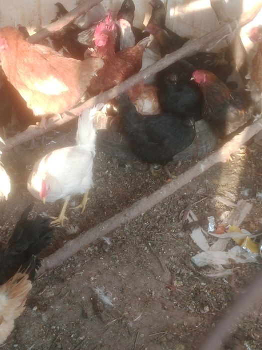 Продам куры продам