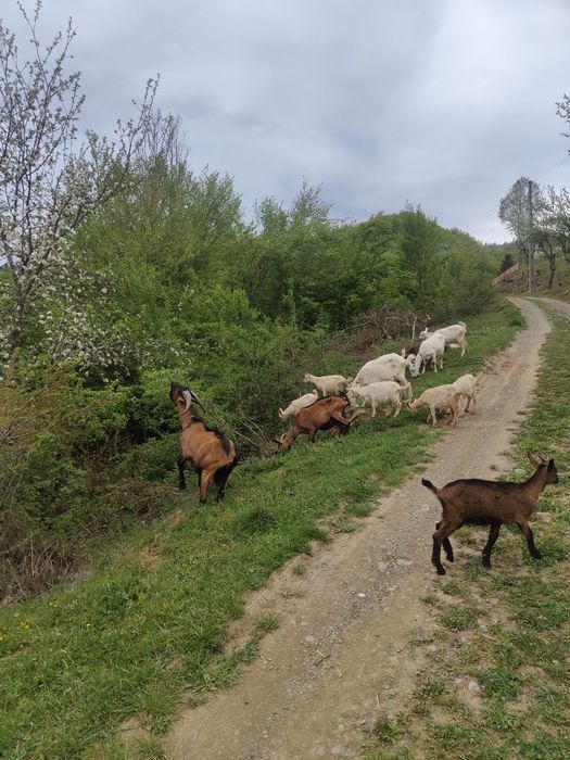 Alba de Banat de vânzare