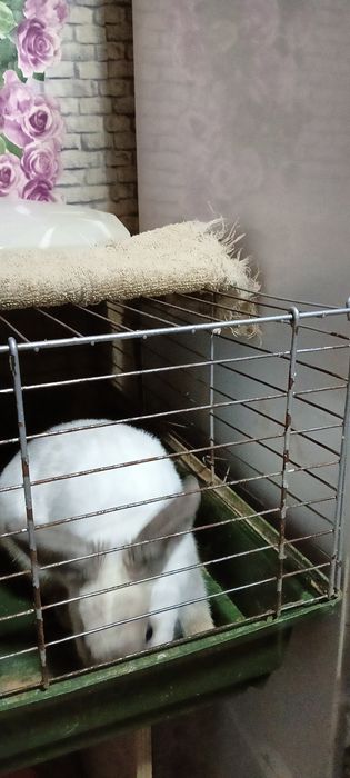 Кролик декаративный