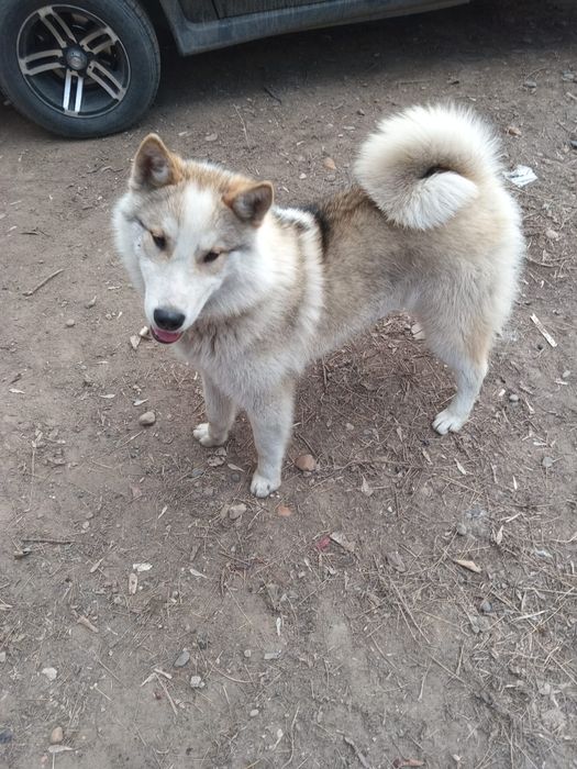 Щенки . Капельки.