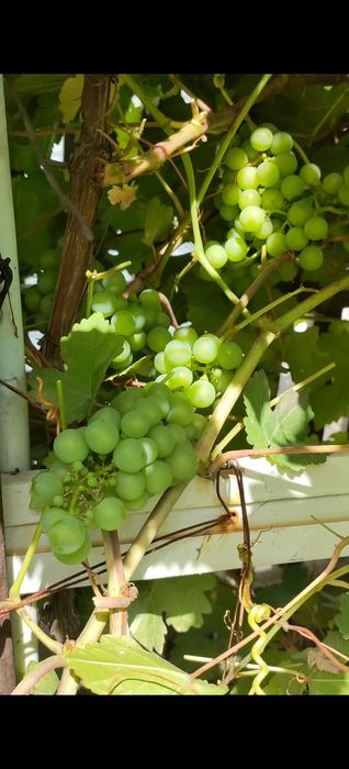 Дом 5 комнат, 80м2, 10 соток