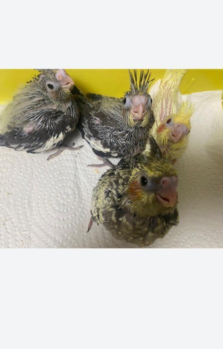 Кареллы ручные птенцы