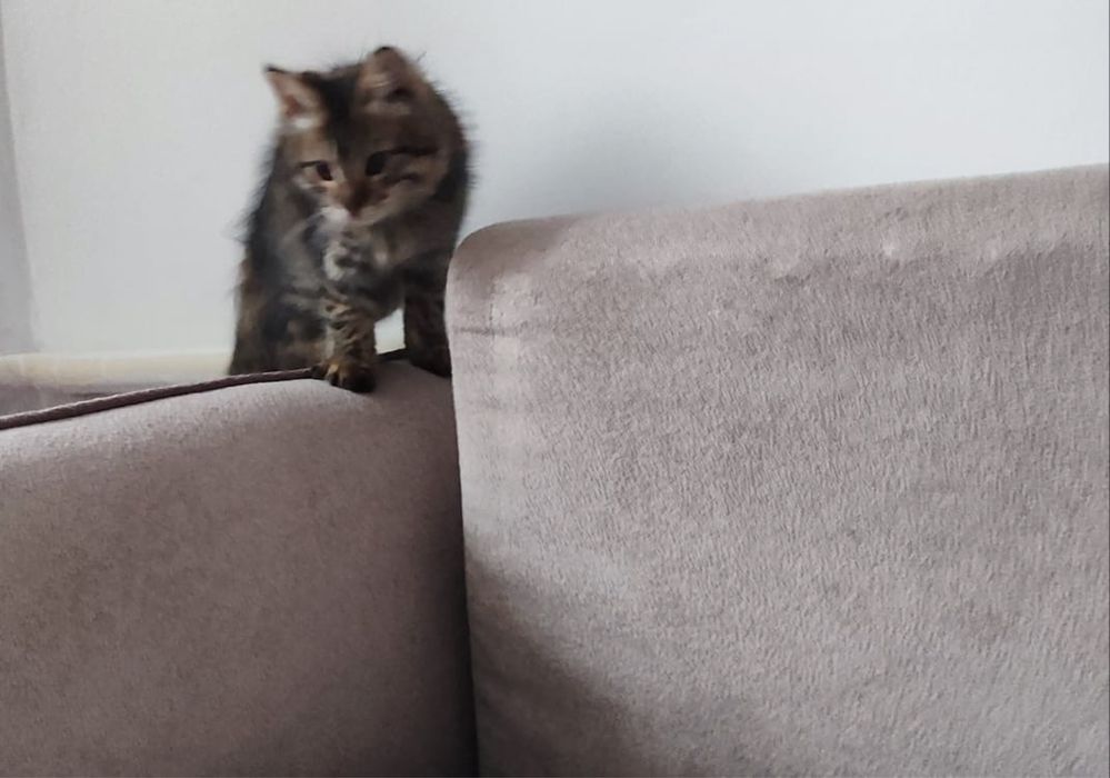 Отдам котенка в добрые 3 месяца