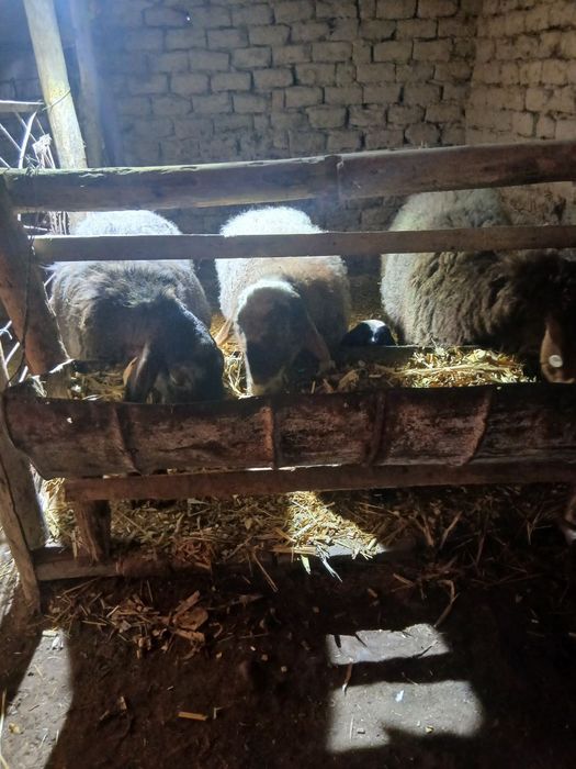 3 ta ona qoy 1 tasi tuqan