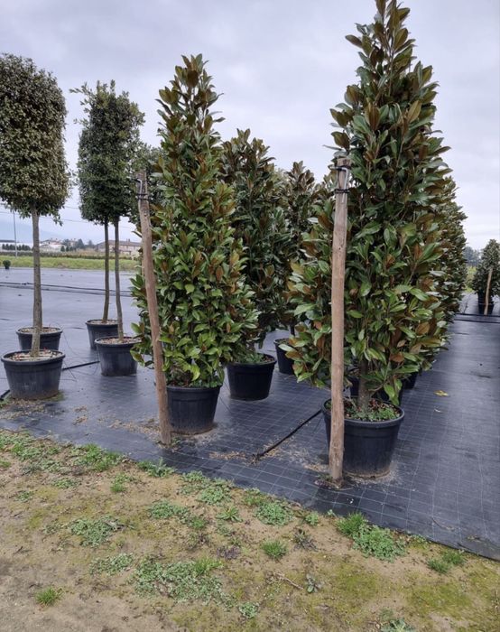 Magnolia Grandiflora • Arbore veșnic verde • Flori mari parfumate