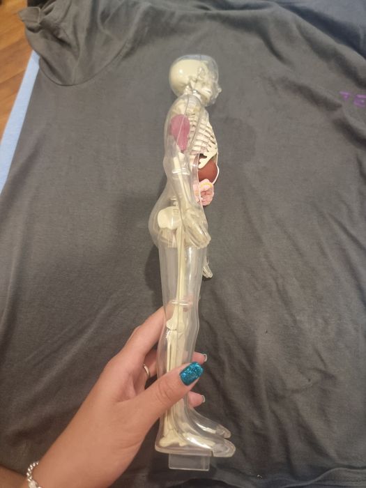 Модел човешкото тяло