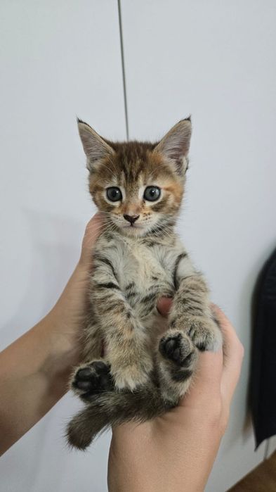 Продаю котят Мейн куна