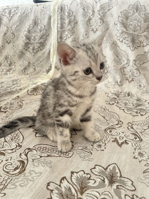 Продаются красивые котята