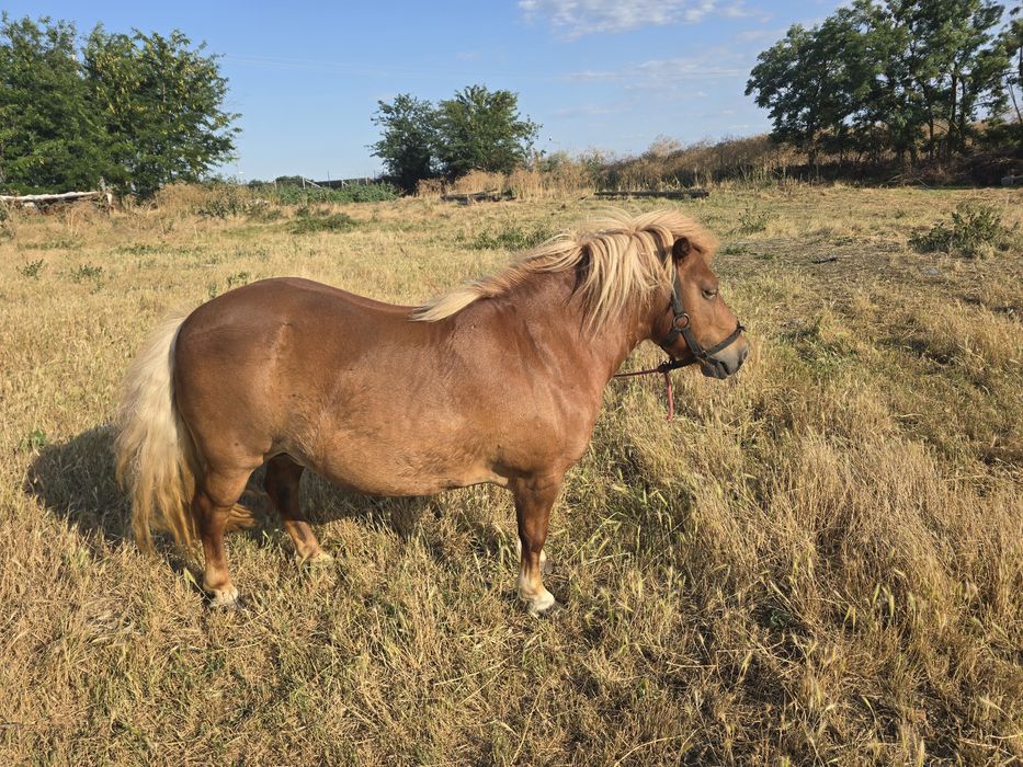 Poneita de vanzare talie medie
