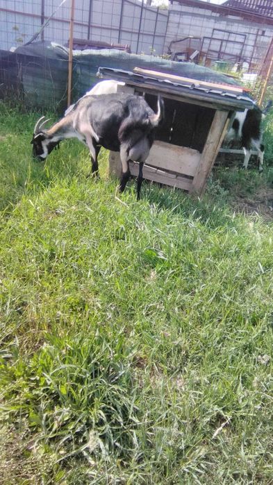 Vand capra tanara si buna de lapte,in Fughiu