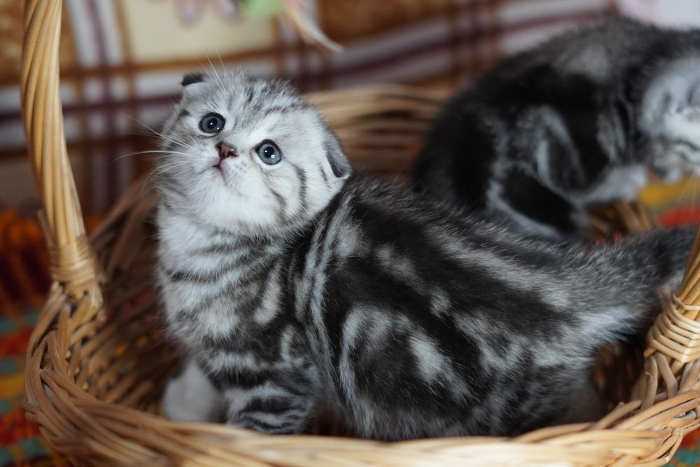 Шотландские Котятки,,