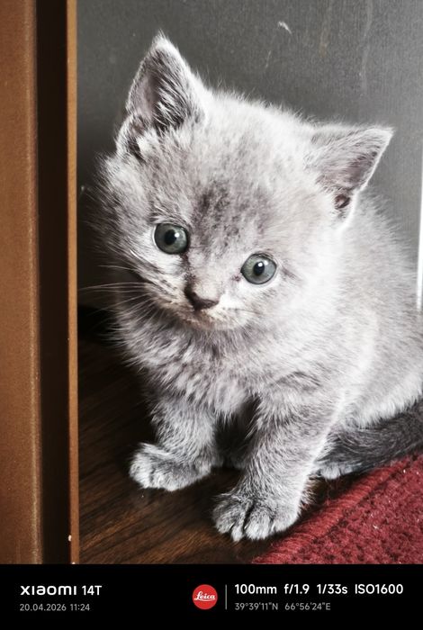 Продаю краткошертые котята скотиш