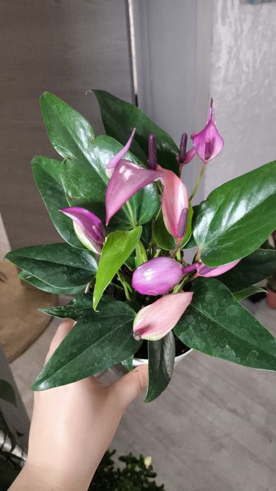 Цветы на подарки в  ассортименте