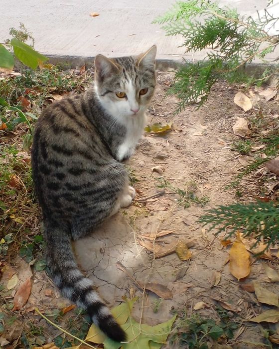 Нашлась кошка. Ищу хозяина