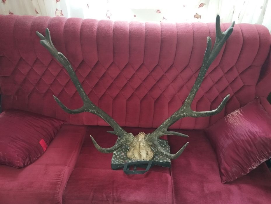 Красиви трофейи от елени