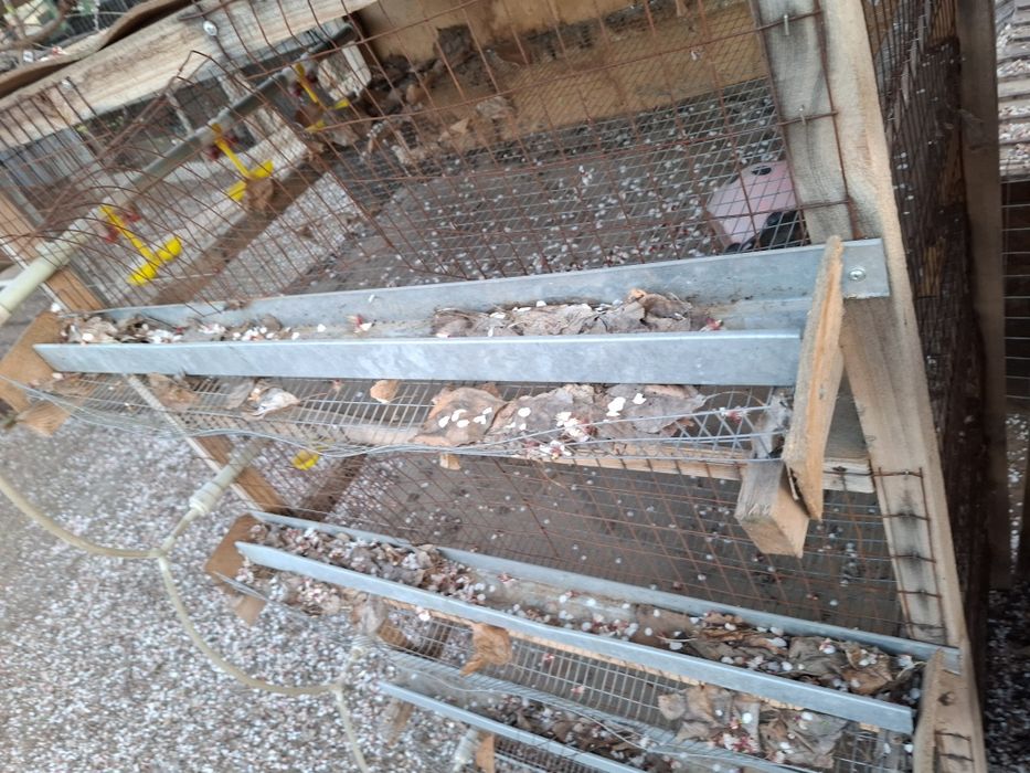 Клетка для перепелов