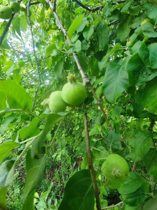 Продам любимую дачу мкр Жулдыз
